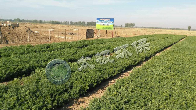 1465373409655503.jpg bgyjd2.jpg